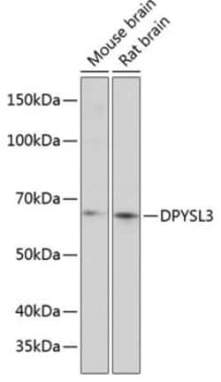 CRMP4 Antibody - Azide and BSA Free, Novus Biologicals:Antibodies:Primary