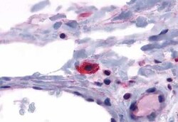 CRTH-2/GPR44 Antibody - BSA Free, Novus Biologicals 0.05 mg; Unconjugated:Antibodies,