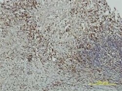 CRY1 Antibody (4H4-1C4), Novus Biologicals 0.1 mg | Buy Online | Novus Biologicals | Fisher Scientific