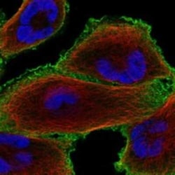 CRYBG3 Rabbit anti-Human, Polyclonal, Novus Biologicals 25 &mu;g | Buy Online | Novus Biologicals | Fisher Scientific