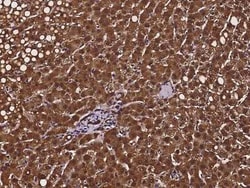 CRYZ Antibody, Novus Biologicals 100 &mu;g, Unconjugated:Antibodies, Polyclonal