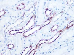 CS Citrate Synthase Rabbit anti-Human, Mouse, Rat, Clone: 4Z10Z8, Novus