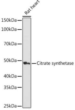 CS Citrate Synthase Rabbit anti-Human, Mouse, Rat, Clone: 4Z10Z8, Novus