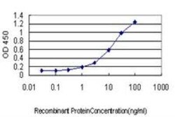CSE1L/CAS/Exportin-2 Antibody (2C10), Novus Biologicals 0.1 mg | Buy Online | Novus Biologicals | Fisher Scientific