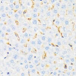 CSK Rabbit anti-Human, Mouse, Rat, Clone: 1A2F5, Novus Biologicals:Antibodies:Primary