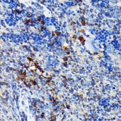 CSK Rabbit anti-Human, Mouse, Rat, Clone: 1A2F5, Novus Biologicals:Antibodies:Primary