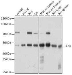 CSK Rabbit anti-Human, Mouse, Rat, Clone: 1A2F5, Novus Biologicals:Antibodies:Primary