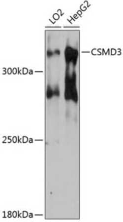 CSMD3 Antibody - Azide and BSA Free, Novus Biologicals 0.1 mL, Unconjugated:Antibodies,