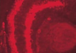 CSP Antibody, Novus Biologicals 100 &mu;g; Unconjugated:Antibodies, Polyclonal