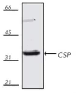 CSP Antibody, Novus Biologicals 100 &mu;g; Unconjugated:Antibodies, Polyclonal