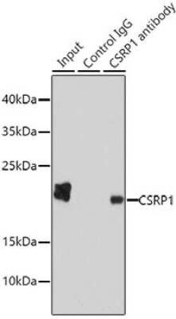 CSRP1 Antibody - BSA Free, Novus Biologicals 0.02 mL | Buy Online | Novus Biologicals | Fisher Scientific