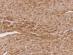 CSRP3 Antibody, Novus Biologicals:Antibodies:Primary Antibodies