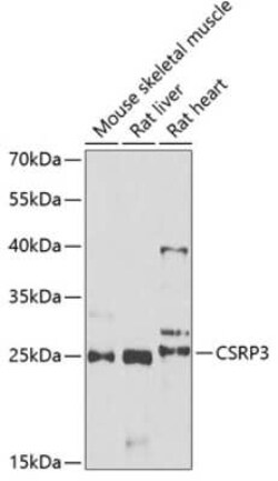CSRP3 Antibody - BSA Free, Novus Biologicals:Antibodies:Primary Antibodies