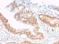 CSTF2T Antibody (PCRP-CSTF2T-1A3) - Azide and BSA Free, Novus Biologicals 100 &mu;g | Buy Online | Novus Biologicals | Fisher Scientific