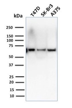 CSTF2T Antibody (PCRP-CSTF2T-1A3) - Azide and BSA Free, Novus Biologicals 100 &mu;g | Buy Online | Novus Biologicals | Fisher Scientific