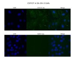 CSTF2T Antibody, Novus Biologicals 100 &mu;L | Buy Online | Novus Biologicals | Fisher Scientific