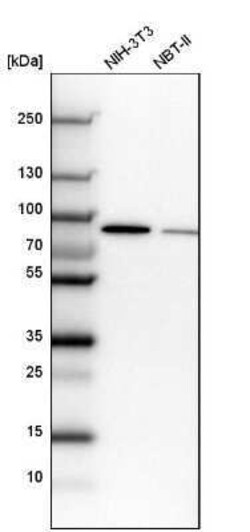 CSTF3 Antibody, Novus Biologicals 25 &mu;L; Unconjugated:Antibodies, Polyclonal