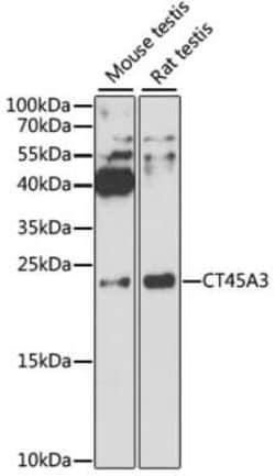 CT45A3 Antibody - Azide and BSA Free, Novus Biologicals 0.02 mL, Unconjugated:Antibodies,