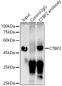 CTBP2 Rabbit anti-Human, Mouse, Rat, Clone: 1R1U6, Novus Biologicals 100 &mu;g | Buy Online | Novus Biologicals | Fisher Scientific