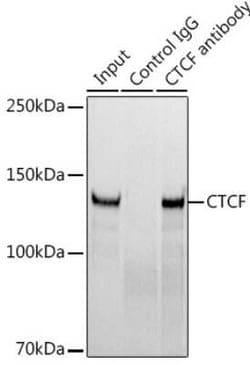 CTCF Rabbit anti-Human, Mouse, Rat, Clone: 4W9B0, Novus Biologicals 100 &mu;g | Buy Online | Novus Biologicals | Fisher Scientific