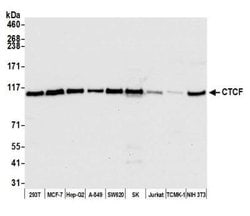 CTCF Antibody (BLR041F), Novus Biologicals 100 &mu;L; Unconjugated:Antibodies,