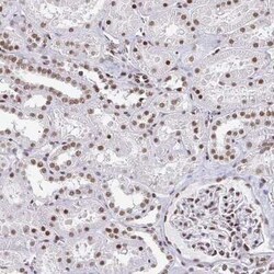 CTCF Antibody (CL0304), Novus Biologicals:Antibodies:Primary Antibodies