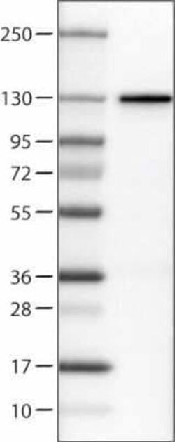 CTCF Antibody (CL0304), Novus Biologicals 0.1 mL, Unconjugated:Antibodies,