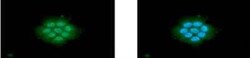 CTGF/CCN2 Mouse anti-Human, Clone: 180000000, Novus Biologicals:Antibodies:Primary