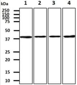CTGF/CCN2 Mouse anti-Human, Clone: 180000000, Novus Biologicals:Antibodies:Primary