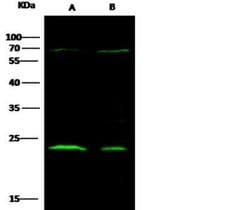 CTHRC1 Rabbit anti-Human, Clone: 166, Novus Biologicals 50 &mu;g | Buy Online | Novus Biologicals | Fisher Scientific
