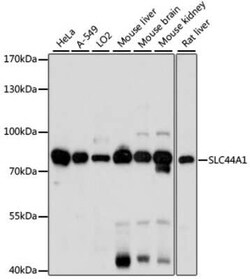 CTL1/SLC44A1 Antibody - Azide and BSA Free, Novus Biologicals:Antibodies:Primary