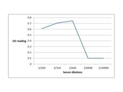 CTLA-4 Antibody (L4P2F5 F10) - BSA Free, Novus Biologicals:Antibodies:Primary