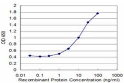 CTNNAL1 Antibody (2C11), Novus Biologicals 0.1 mg; Unconjugated:Antibodies,