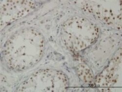 CTNNBL1 Antibody (5F1), Novus Biologicals 50 &mu;g | Buy Online | Novus Biologicals | Fisher Scientific