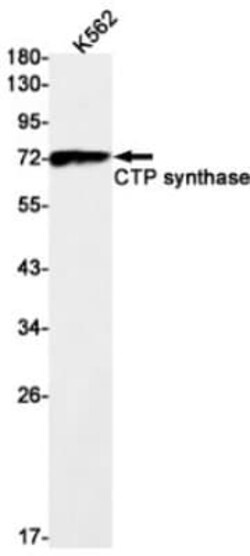 CTP synthase Antibody (S01-9E5), Novus Biologicals 50 &mu;g; Unconjugated:Antibodies,
