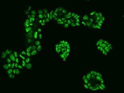 CTR9 Antibody, Novus Biologicals 50 &mu;g | Buy Online | Novus Biologicals | Fisher Scientific