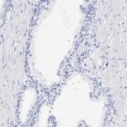 CTRP6 Antibody, Novus Biologicals 25 &mu;L | Buy Online | Novus Biologicals | Fisher Scientific