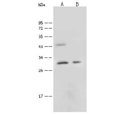 CTRP6 Antibody, Novus Biologicals 100 &mu;g | Buy Online | Novus Biologicals | Fisher Scientific