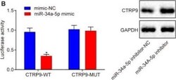 CTRP9/C1qTNF9 Antibody, Novus Biologicals 25 &mu;L, Unconjugated:Antibodies,