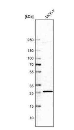 CTRP9/C1qTNF9 Antibody, Novus Biologicals 25 &mu;L, Unconjugated:Antibodies,