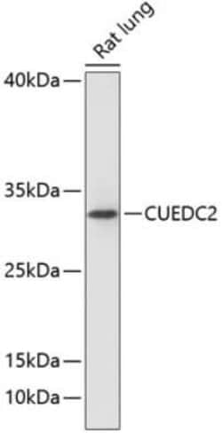 CUEDC2 Antibody - Azide and BSA Free, Novus Biologicals:Antibodies:Primary