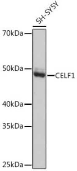 CUGBP1/CELF1 Rabbit anti-Human, Mouse, Rat, Clone: 2B2P2, Novus Biologicals 100 &mu;g | Buy Online | Novus Biologicals | Fisher Scientific
