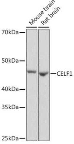 CUGBP1/CELF1 Rabbit anti-Human, Mouse, Rat, Clone: 2B2P2, Novus Biologicals 100 &mu;g | Buy Online | Novus Biologicals | Fisher Scientific