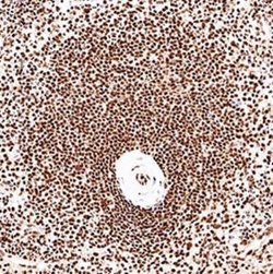 CUGBP1/CELF1 Antibody (3B1) - Azide and BSA Free, Novus Biologicals 0.1
