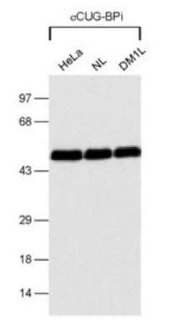 CUGBP1/CELF1 Antibody (3B1) - Azide and BSA Free, Novus Biologicals 0.1