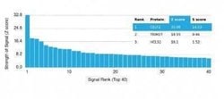 CUGBP2 Mouse anti-Human, Clone: PCRP-CELF2-1E4, Novus Biologicals:Antibodies:Primary