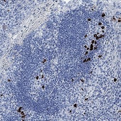 Human CXCL13/BLC/BCA-1 Antibody, R D Systems:Antibodies:Primary Antibodies