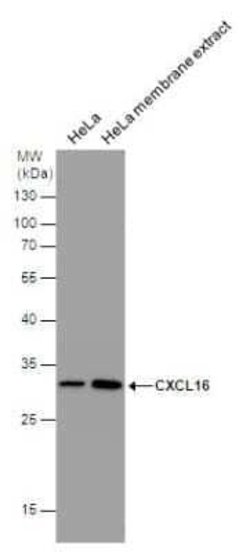 CXCL16 Antibody (GT516), Novus Biologicals 100 &mu;g | Buy Online | Novus Biologicals | Fisher Scientific