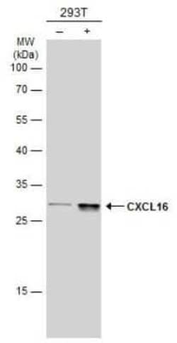 CXCL16 Antibody (GT516), Novus Biologicals 100 &mu;g | Buy Online | Novus Biologicals | Fisher Scientific