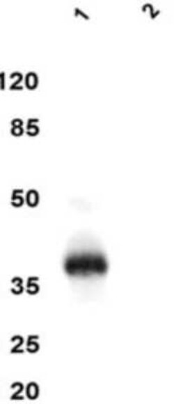 CXCL16 Antibody (4.4) - BSA Free, Novus Biologicals 0.025 mL, Unconjugated:Antibodies,